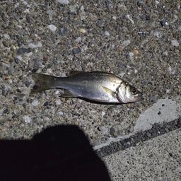 セイゴ（ヒラスズキ）