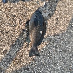 グレ