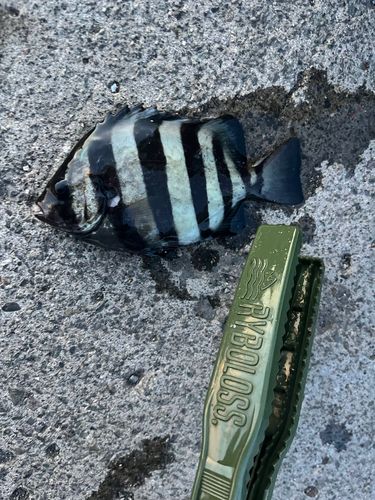 サンバソウの釣果