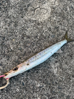 タイワンカマスの釣果