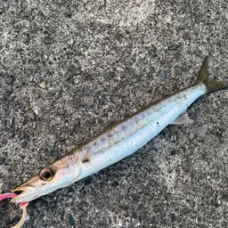 タイワンカマス