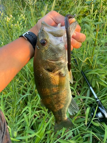 ラージマウスバスの釣果