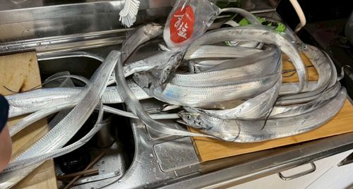 タチウオの釣果
