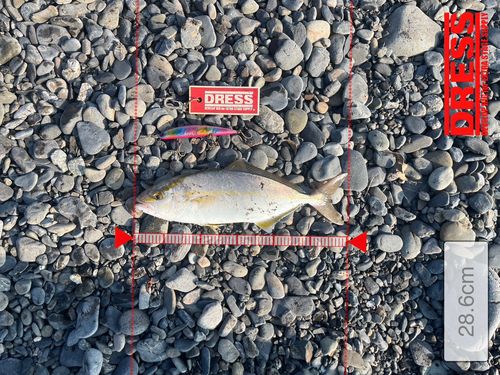 ショゴの釣果