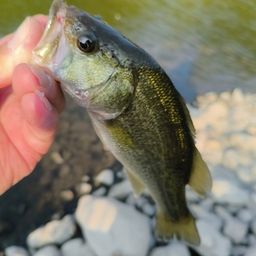 ラージマウスバス