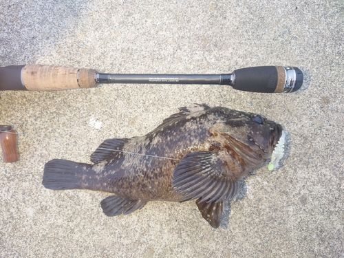 ムラソイの釣果