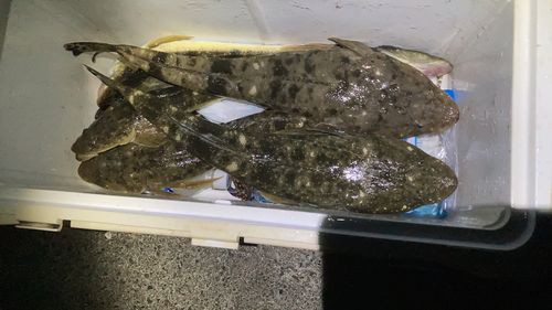 マゴチの釣果