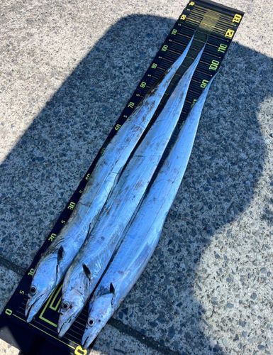 タチウオの釣果