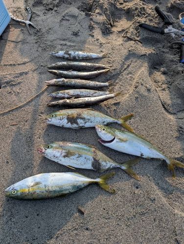 ワカシの釣果