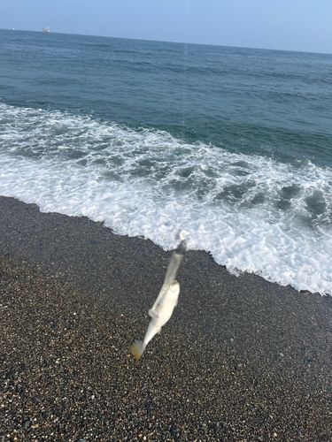 クサフグの釣果