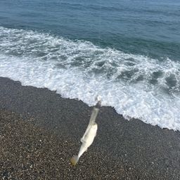 クサフグ