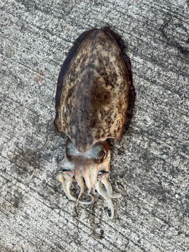 コウイカの釣果