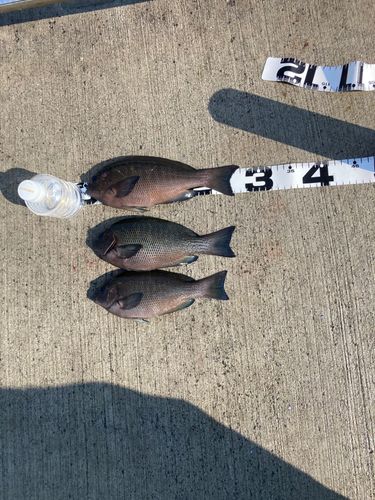 グレの釣果