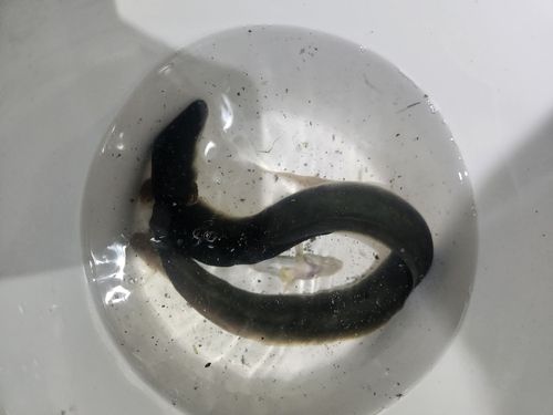 ニホンウナギの釣果