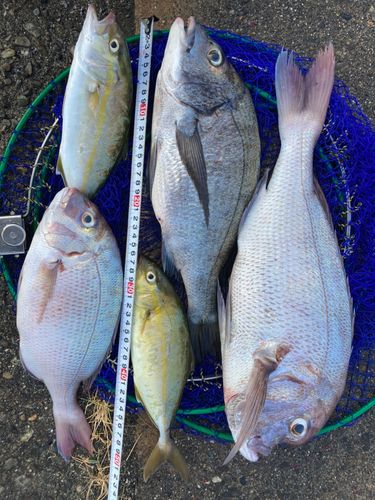 タイの釣果