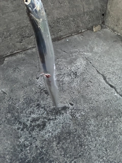 タチウオの釣果
