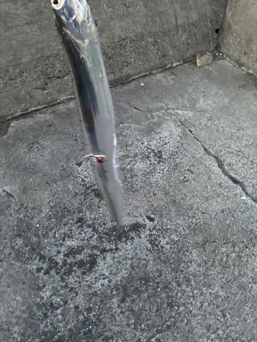タチウオの釣果