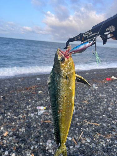 シイラの釣果