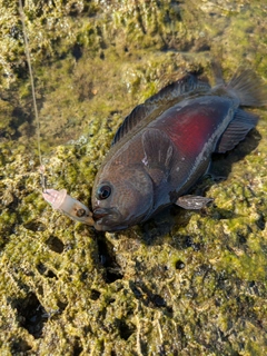 ベラの釣果