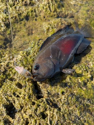 ベラの釣果