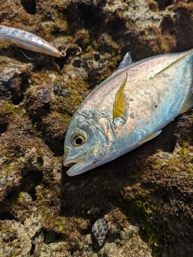 カスミアジの釣果