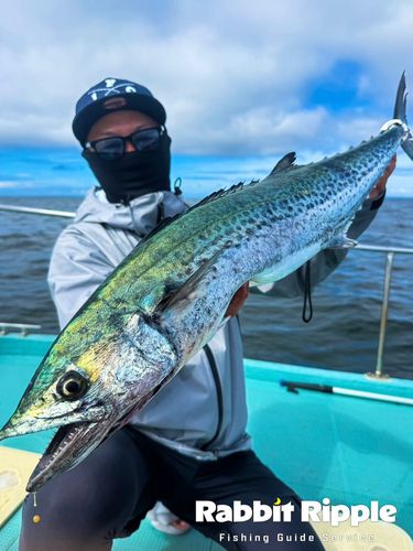 サワラの釣果