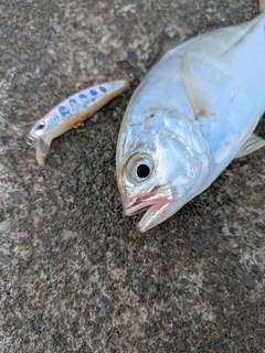 メッキの釣果