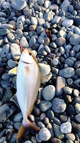ショゴの釣果