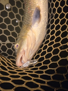 ニゴイの釣果