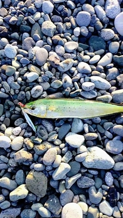 シイラの釣果
