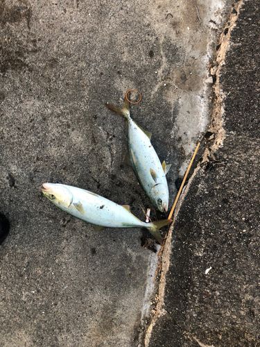 ワカシの釣果