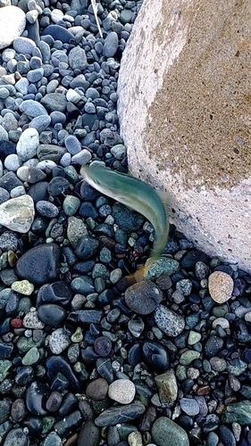 ワカシの釣果