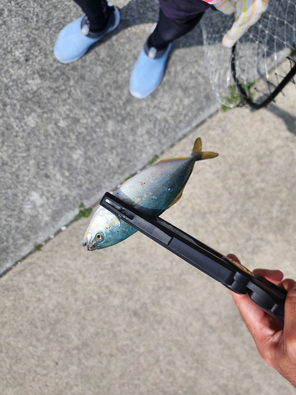 アジ