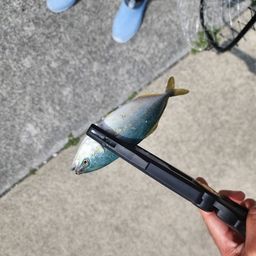 アジ