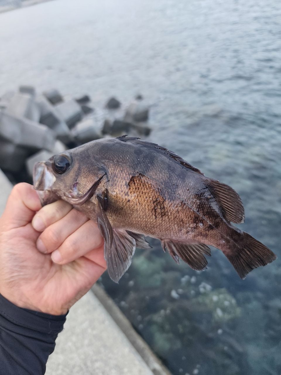 アジ