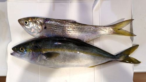 ワカシの釣果