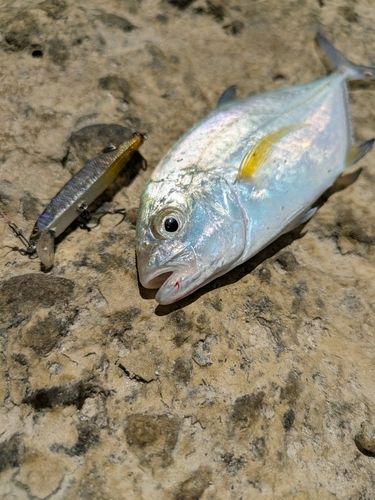 メッキの釣果