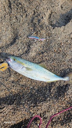 ワカシの釣果
