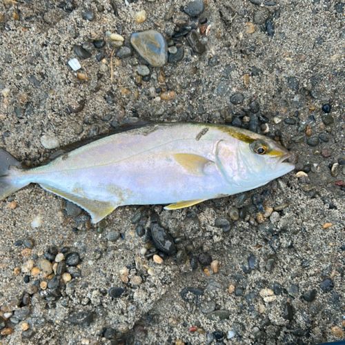 ショゴの釣果