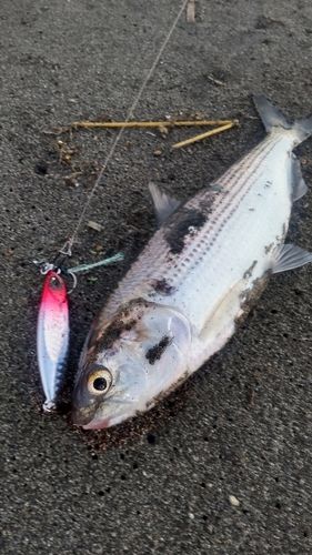 コノシロの釣果