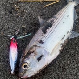 コノシロ