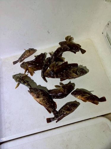 カサゴの釣果