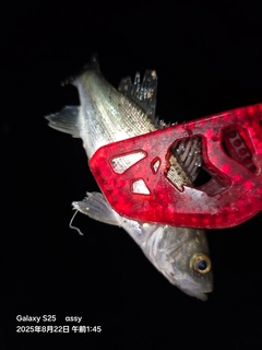 セイゴ（マルスズキ）の釣果