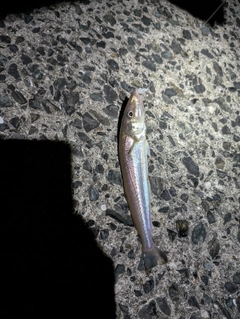 キスの釣果