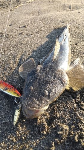マゴチの釣果