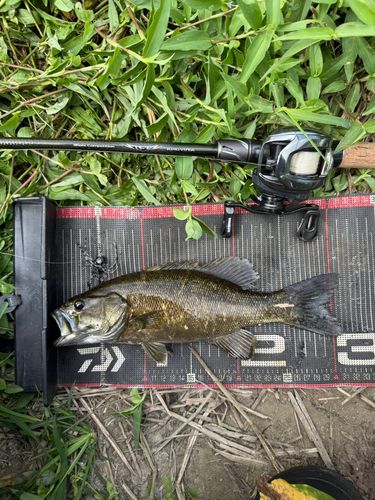 スモールマウスバスの釣果