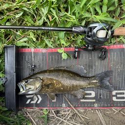 スモールマウスバス