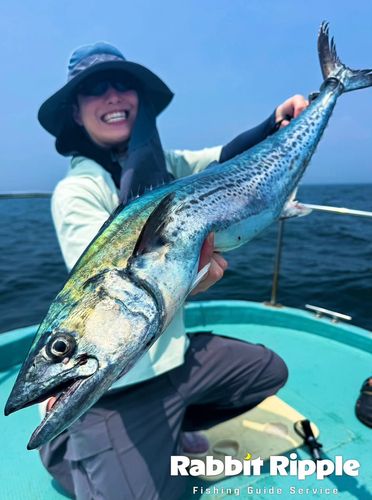 サワラの釣果
