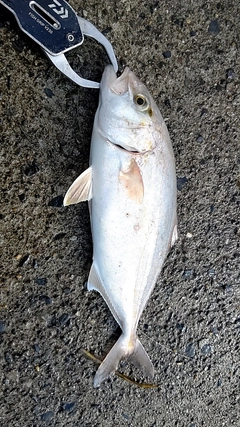 ショゴの釣果