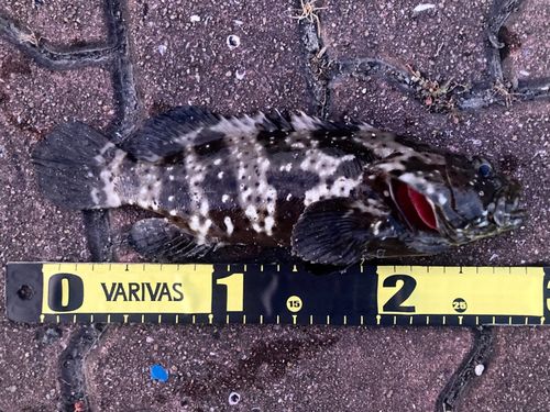 イシミーバイの釣果